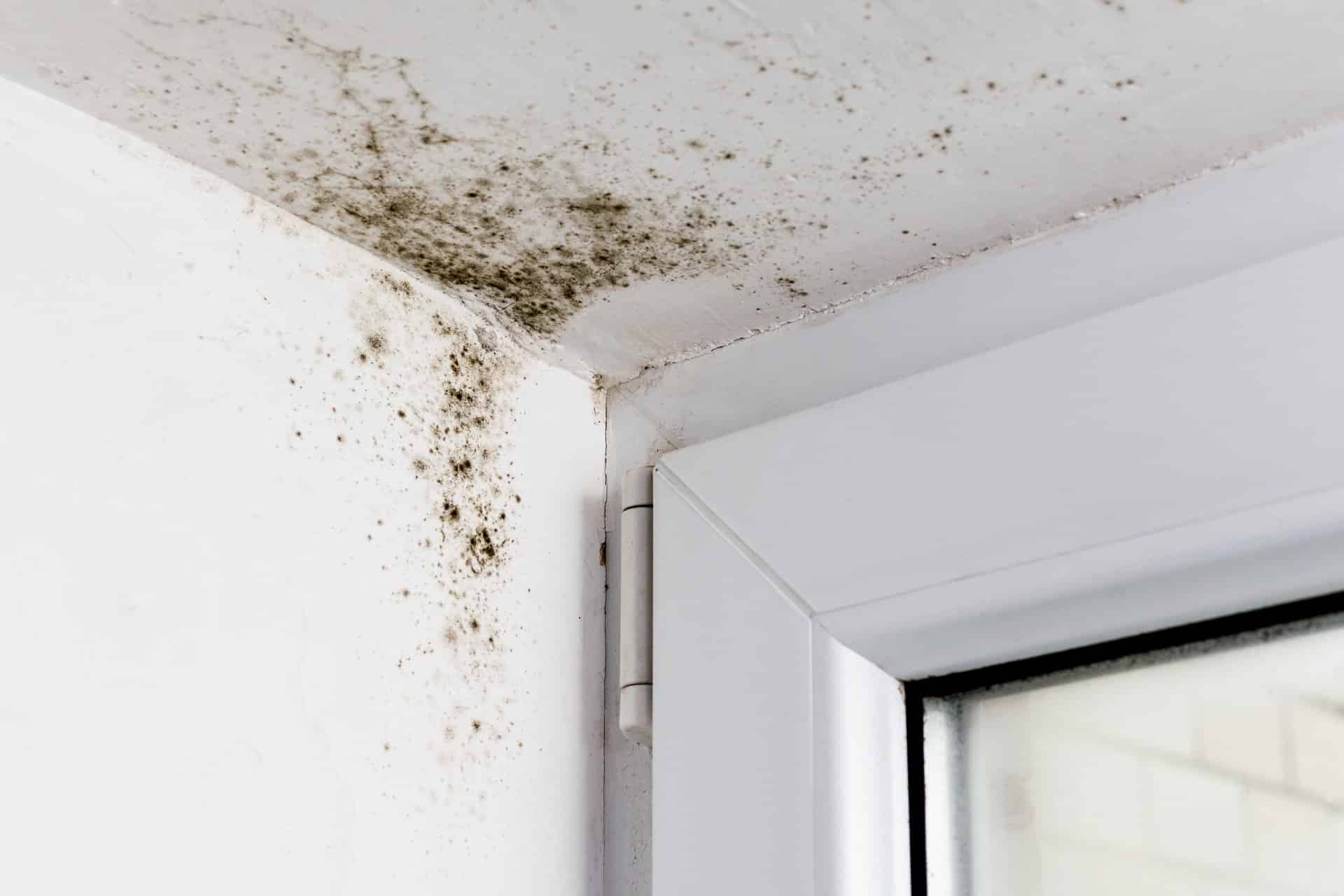 mold restoration services