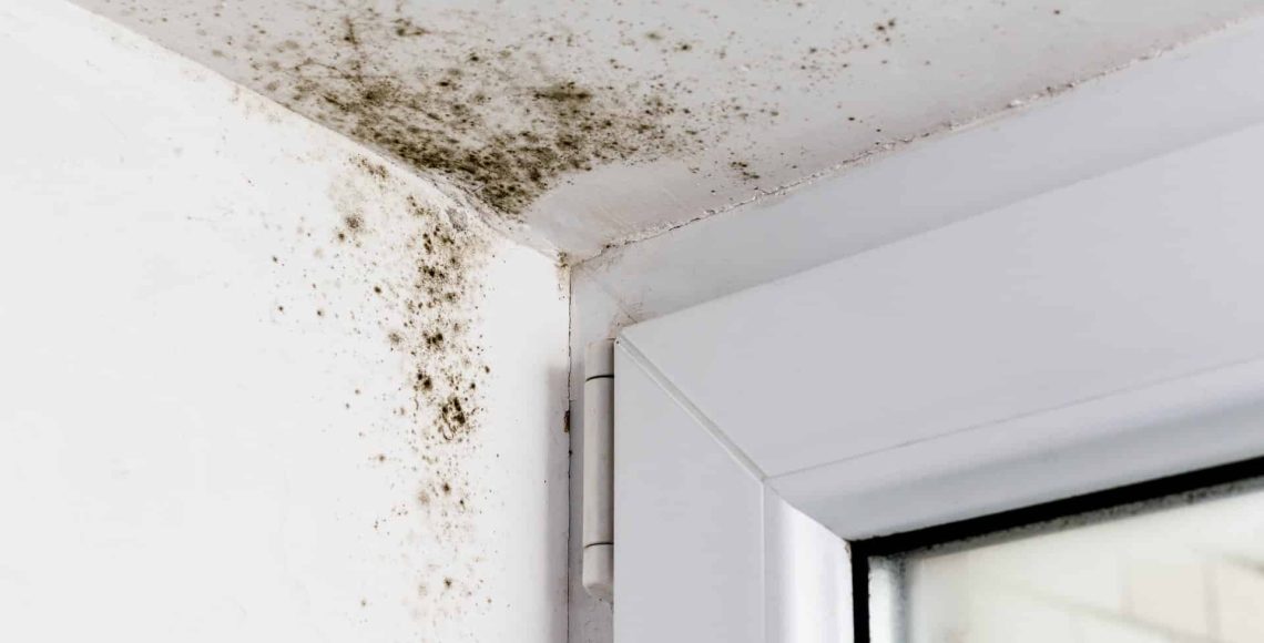 mold restoration services