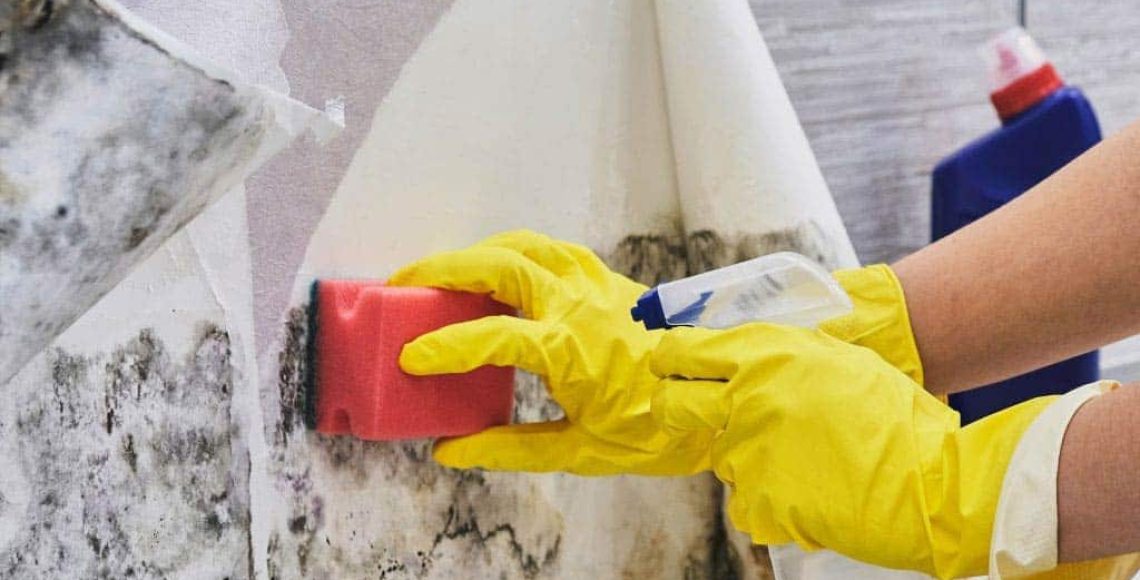 Mold Removal and Remediation in Port Hueneme, California