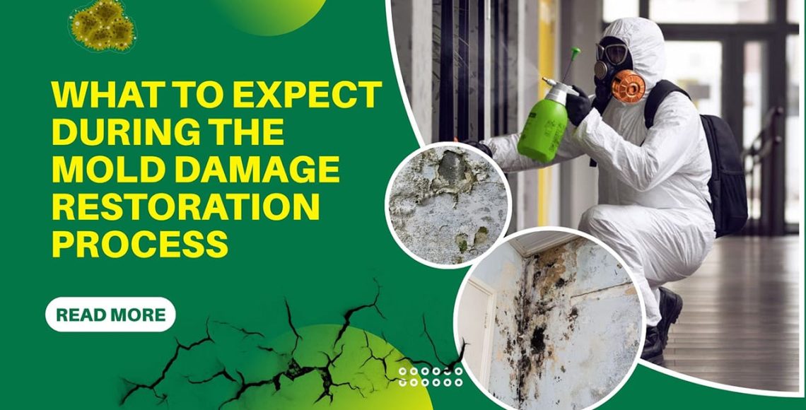 Mold Damage Restoration Process-vortex - 1